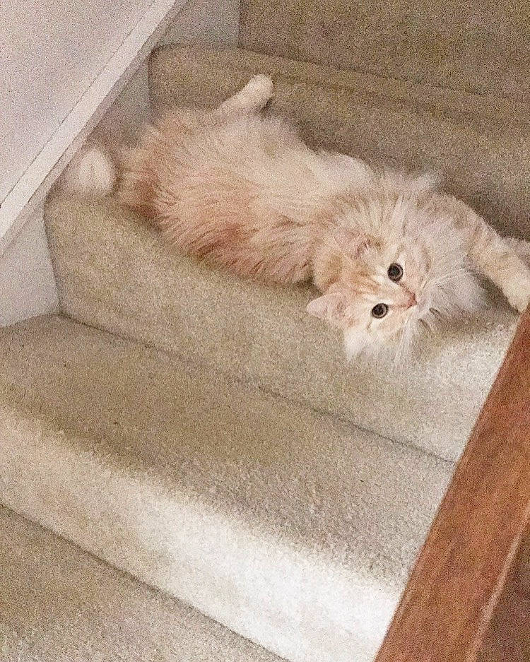 Ollie is registered to the contest to win money with this photo: beige, carnivore, comfort, companion_dog, couch, dog, dog_breed, fawn, felidae, floor, flooring, fur, grey, hardwood, pet_supply, small_to_medium_sized_cats, tail, toy_dog, wood, wood_flooring