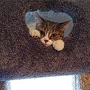 Dani is registered to the contest to win money with this photo: carpeted, cat, cat_tree, cozy, curious, cute, eyes, feline, fur, hole, indoor, kitten, pawpads, paws, peeking, pet, portrait, relaxing, whiskers, window