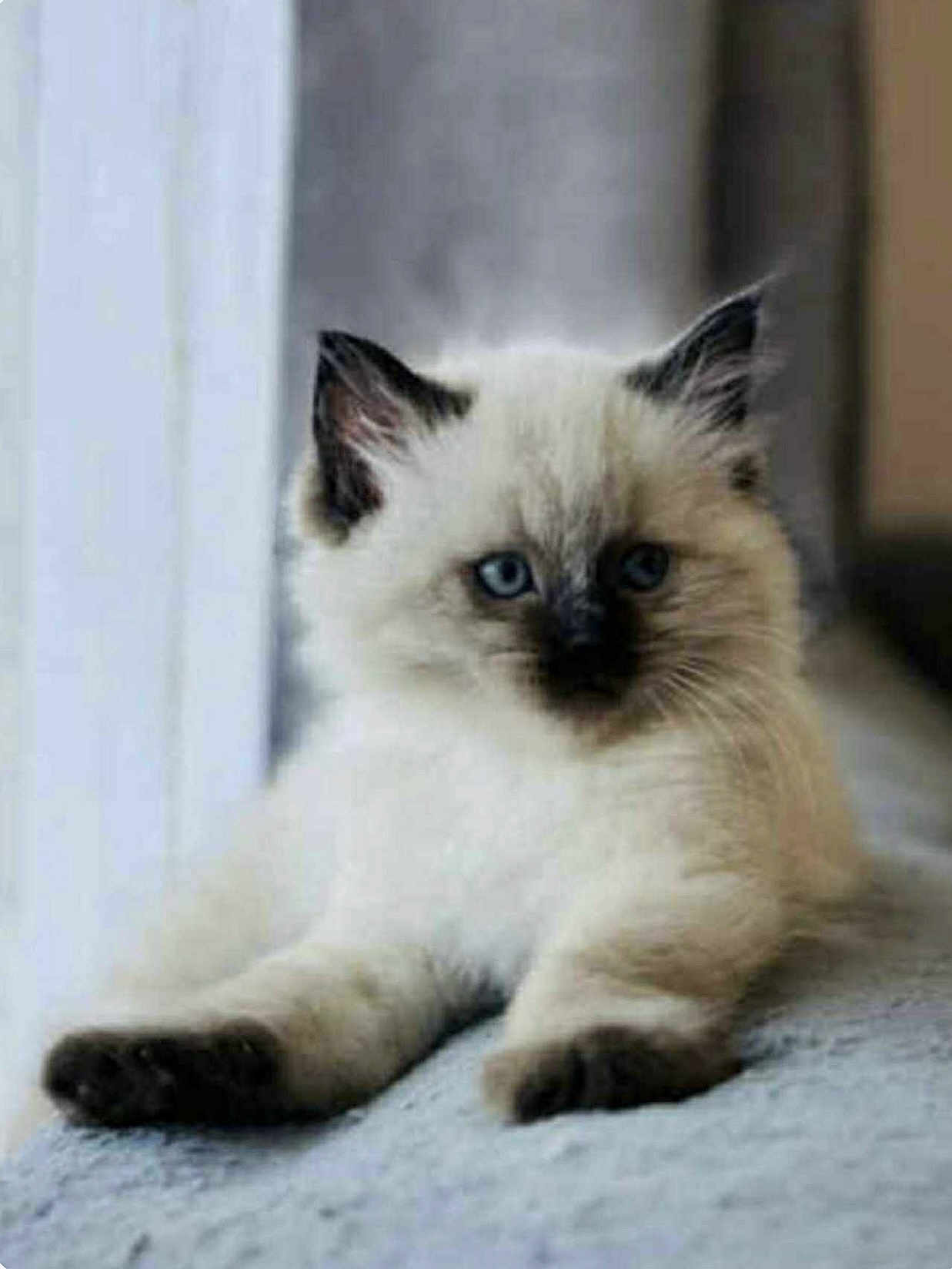 Bella is registered to the contest to win money with this photo: kitten, cat, blue_eyes, fluffy, light_fur, dark_ears, dark_paws, window, soft_surface, indoor, pet, cute, animal, relaxed, young_cat, feline, curious, portrait, close_up, resting