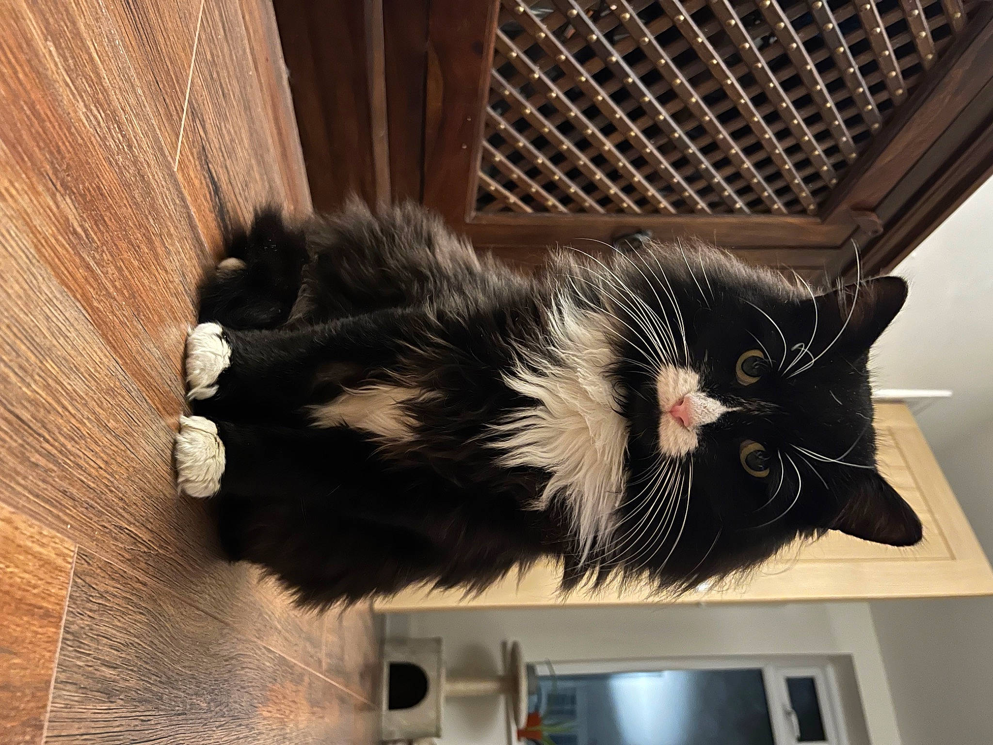 Hamish is registered to the contest to win money with this photo: carnivore, cat, domestic_short_haired_cat, felidae, fur, natural_material, small_to_medium_sized_cats, snout, tail, television, terrestrial_animal, whiskers, wood