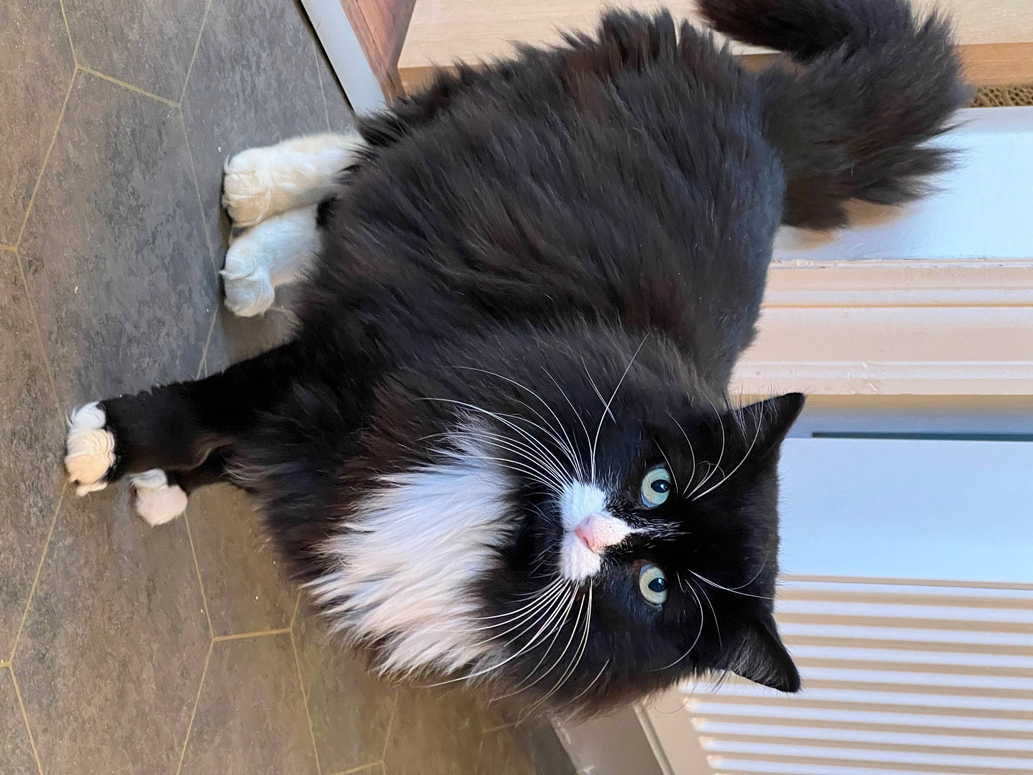 Hamish is registered to the contest to win money with this photo: black_cat, carnivore, cat, claw, collar, domestic_short_haired_cat, felidae, flooring, foot, fur, small_to_medium_sized_cats, snout, tail, terrestrial_animal, whiskers, window