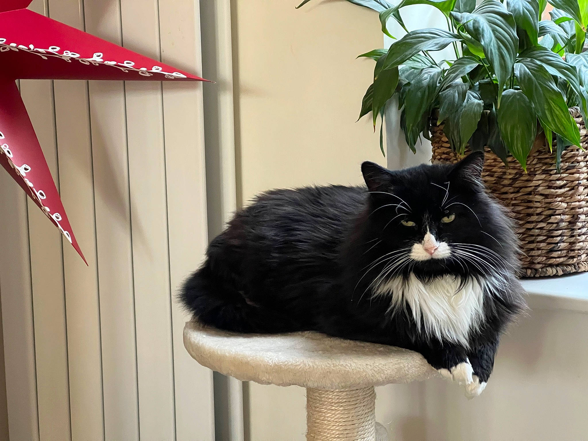 Hamish is registered to the contest to win money with this photo: carmine, carnivore, cat, domestic_short_haired_cat, felidae, flowerpot, fur, grass, house, houseplant, plant, small_to_medium_sized_cats, tail, whiskers, window