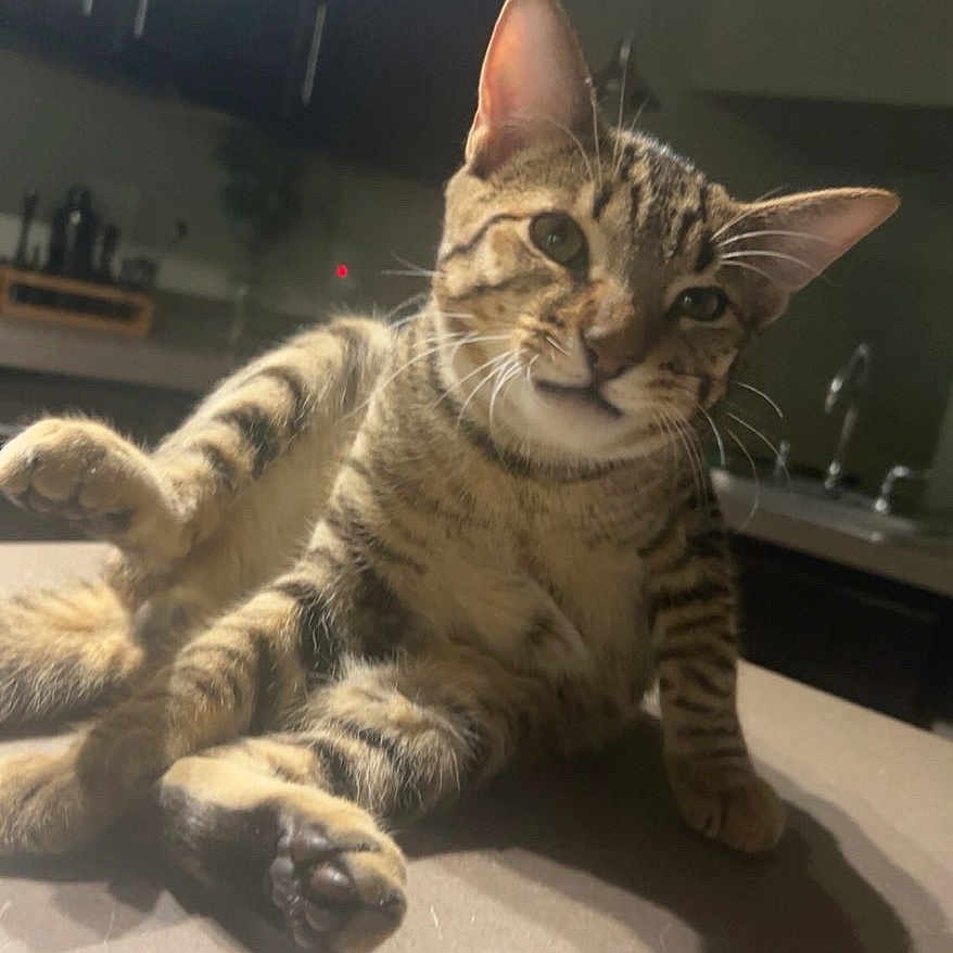 Floyd is registered to the contest to win money with this photo: cat, tabby, pet, animal, indoor, kitchen, countertop, feline, striped, whiskers, curious, relaxed, stretching, mischievous, domestic, cute, fur, ears, paw, shadow