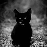 Choupette a rejoint le concours — aidez-le/la à gagner de superbes lots ! black_cat, cat, animal, pet, feline, licking, straw, outdoor, black_and_white, portrait, cute, whiskers, ears, eyes, nature, alone, mystery, soft_focus, ground, texture