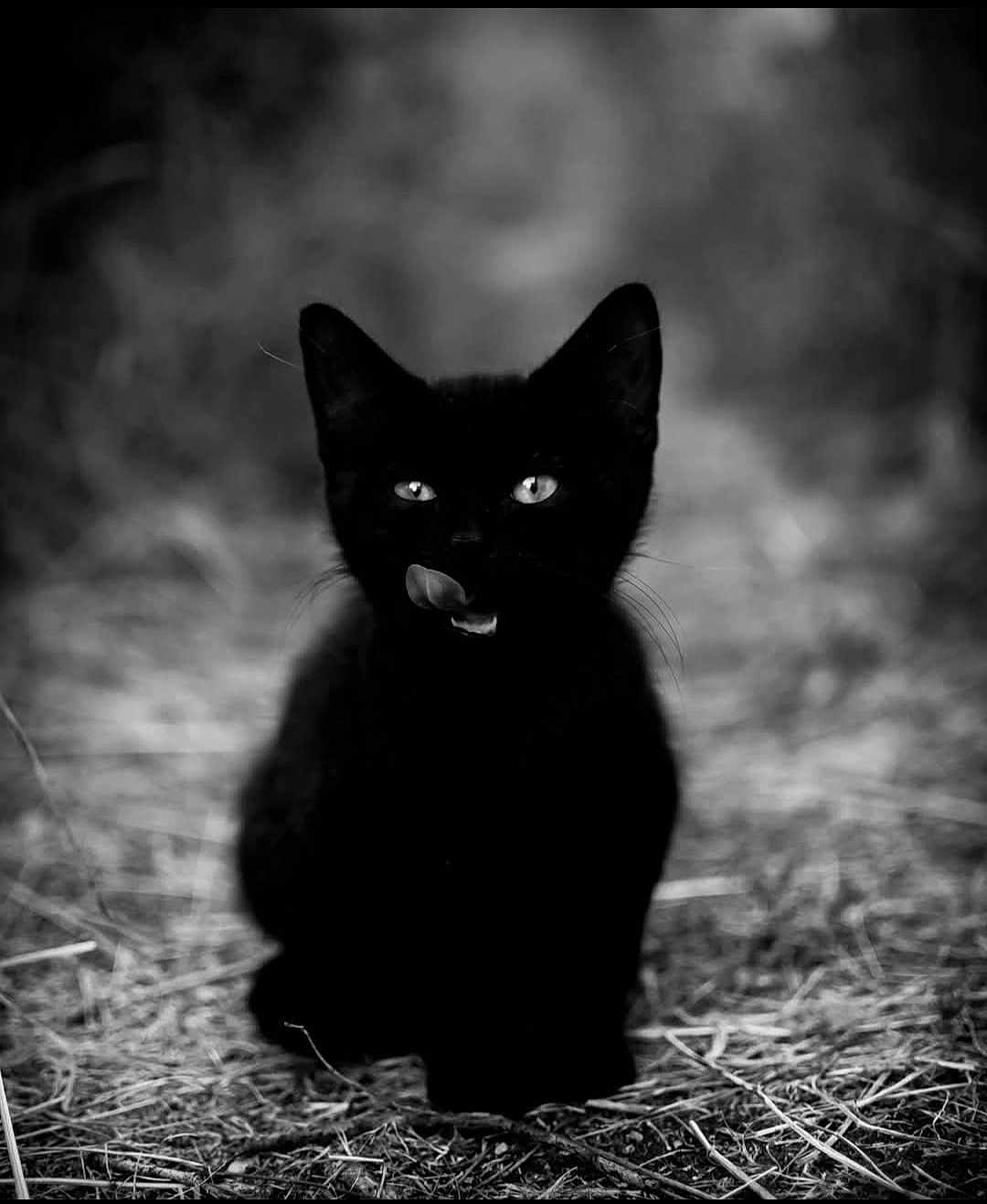 Choupette a rejoint le concours — aidez-le/la à gagner de superbes lots ! black_cat, cat, animal, pet, feline, licking, straw, outdoor, black_and_white, portrait, cute, whiskers, ears, eyes, nature, alone, mystery, soft_focus, ground, texture