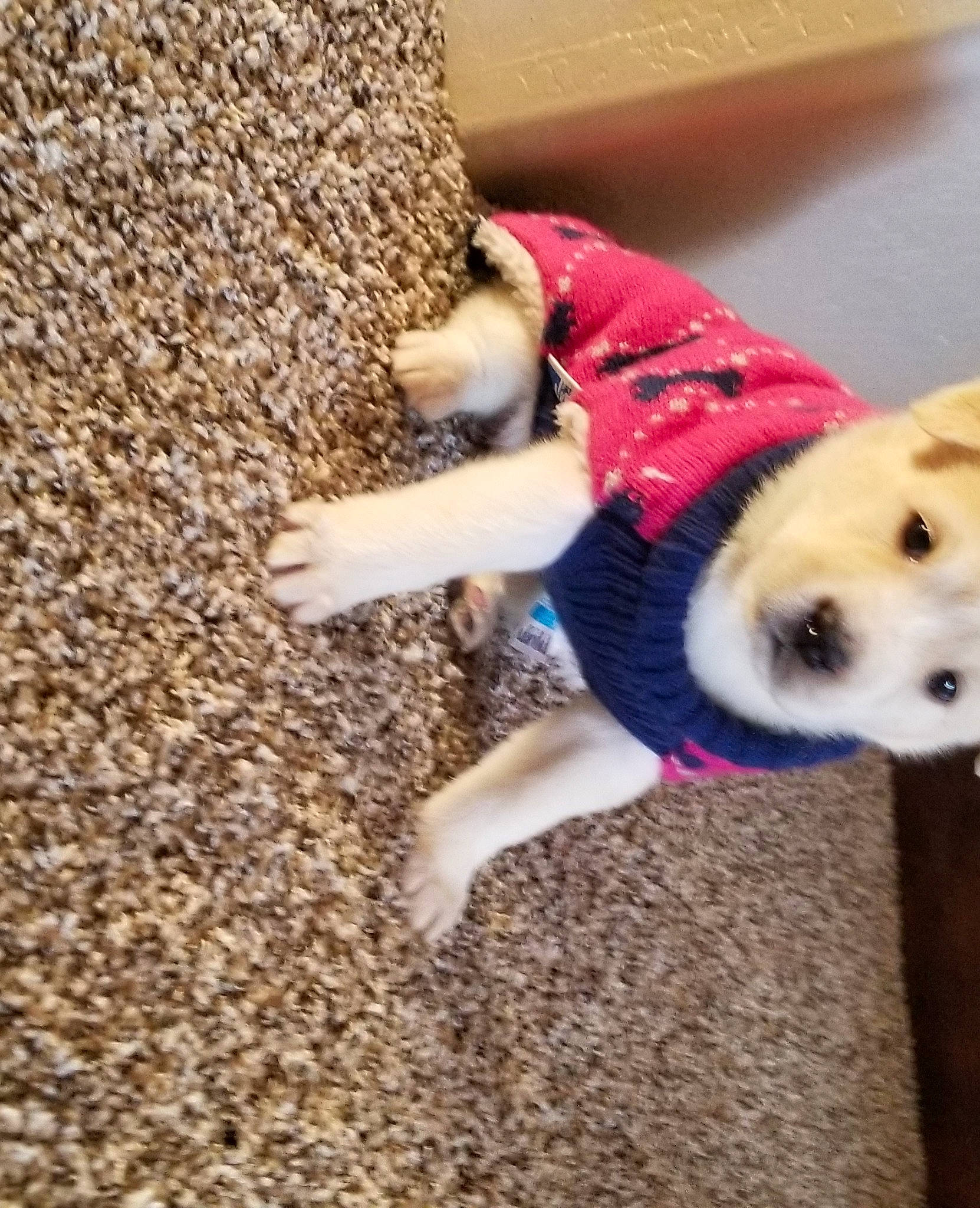 Echo joined the competition — help win amazing prizes! beige, canidae, carnivore, collar, companion_dog, dog, dog_breed, dog_collar, dog_supply, fawn, leash, mammal, paw, pet_supply, puppy, snout, sporting_group, working_animal, working_dog