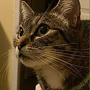 Lily joined the competition — help win amazing prizes! cat, tabby_cat, close_up, indoor, curious, whiskers, collar, bell, pet, animal, feline, face, ears, eyes, fur, domestic, household, mammal, looking, portrait