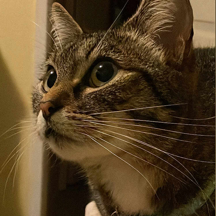 Lily joined the competition — help win amazing prizes! cat, tabby_cat, close_up, indoor, curious, whiskers, collar, bell, pet, animal, feline, face, ears, eyes, fur, domestic, household, mammal, looking, portrait
