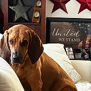 Rosey is registered to the contest to win money with this photo: animal, blanket, brown_dog, clock, comfort, couch, cozy, decorative_items, dog, furniture, home_decor, indoor, living_room, patriotic_sign, pet, pillow, relaxed, seated, star_wall_hanging, wooden_shelf
