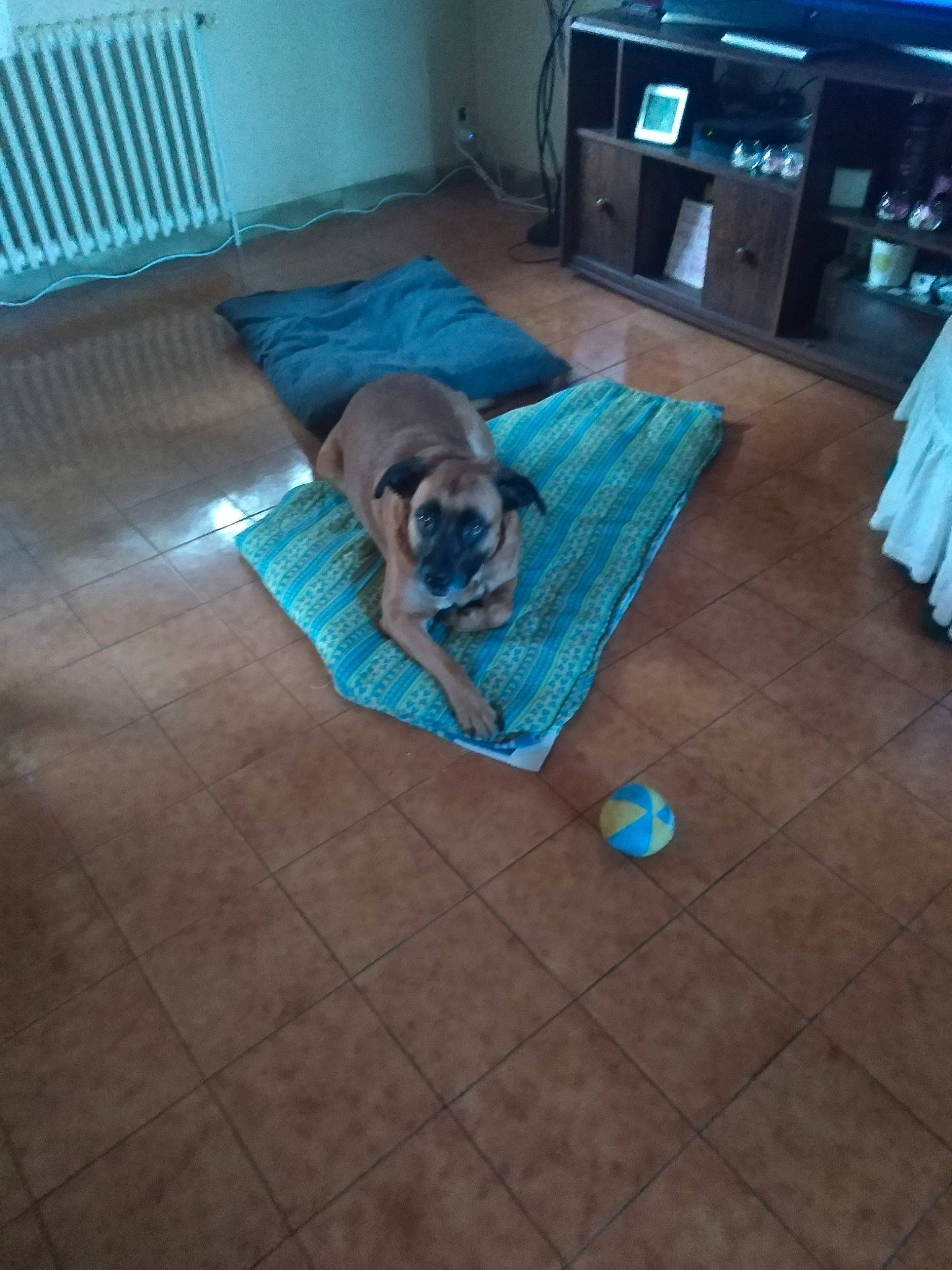 Jipsie participe au concours pour gagner de l'argent avec cette photo : ball, canidae, carnivore, companion_dog, dog, dog_breed, fawn, floor, flooring, hardwood, pug, puppy, sporting_group, tile, wood, wood_flooring