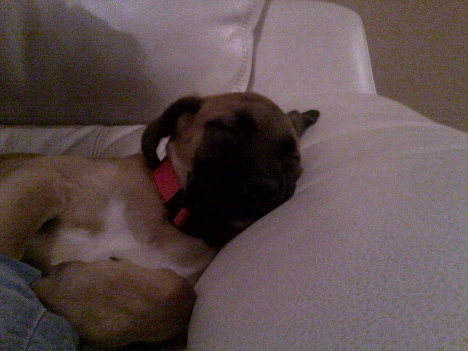 Jipsie participe au concours pour gagner de l'argent avec cette photo : bullmastiff, canidae, carnivore, dog, dog_breed, fawn, mammal, nap, non_sporting_group, puppy, snout