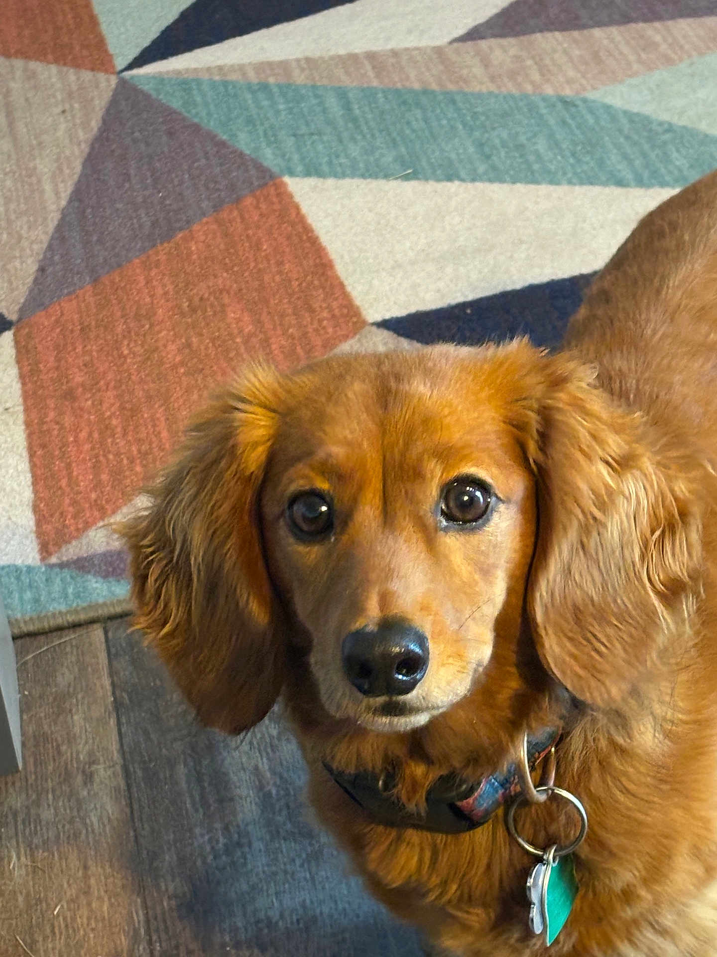 Beau joined the competition — help win amazing prizes! dog, dachshund, pet, brown_fur, long_hair, collar, tags, eyes, nose, ears, close_up, indoor, geometric_rug, wood_floor, portrait, looking_up, curious, companion, domestic_animal, whiskers
