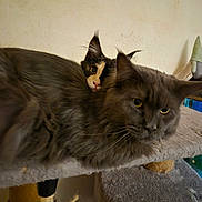 Sirius participe au concours pour gagner de l'argent avec cette photo : cat, kitten, feline, pets, animal, fur, cozy, indoor, cat_tree, curious, gray_cat, black_and_white_cat, whiskers, ears, eyes, close_up, resting, cute, companions, home