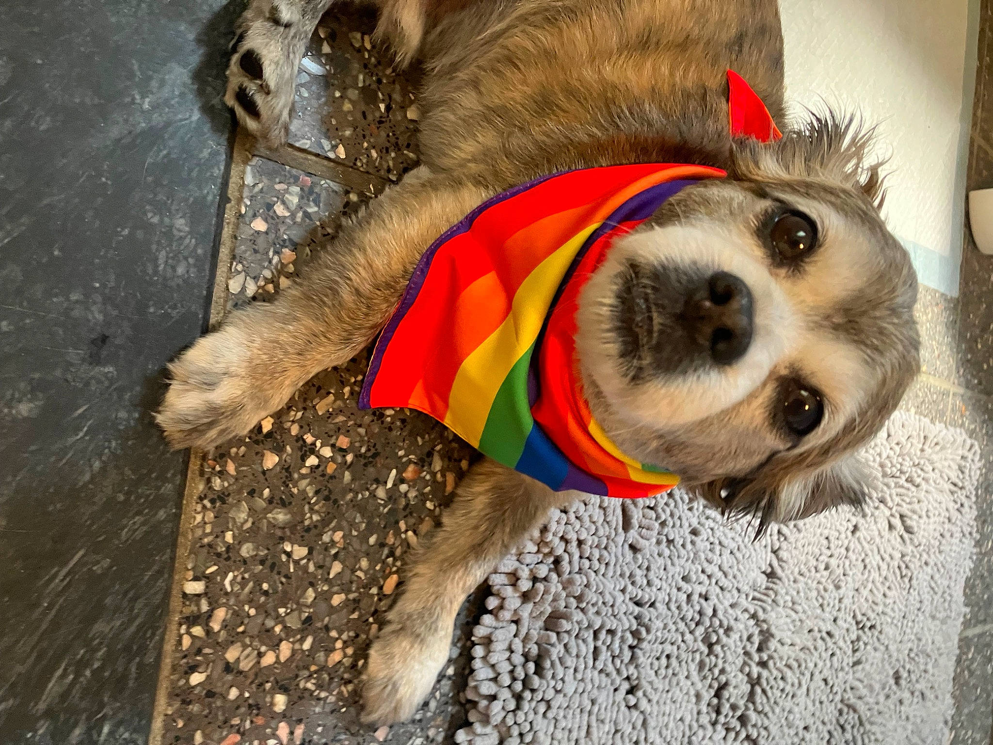 Antonio is registered to the contest to win money with this photo: canidae, carnivore, companion_dog, dog, dog_breed, dog_clothes, dog_supply, eye, eyewear, fawn, fur, fur_clothing, leash, personal_protective_equipment, pet_supply, snout, sporting_group, sunglasses, whiskers, working_animal