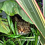 animal, camouflage, cat, closeup, curious, feline, flowers, foliage, garden, greenery, hibernation, hideout, leaves, nature, outdoor, pet, plants, resting, tabby, wildlife