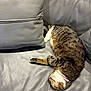 Tigers is registered to the contest to win money with this photo: animal, cat, collar, couch, cozy, cute, domestic_animal, feline, fur, gray, home, indoor, leather, nap, pet, relaxation, resting, sleeping, tabby_cat, whiskers