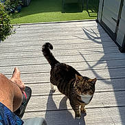 Tigers is registered to the contest to win money with this photo: cat, chair, deck, flip_flop, grass, leg, outdoor, person, pet, plant, relaxation, shadow, shorts, striped, summer, sunlight, tabby_cat, table, white_paws, wooden_floor