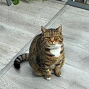 Tigers joined the competition — help win amazing prizes! cat, tabby, striped, white_paws, pet, animal, outdoor, deck, wooden_floor, flower, yellow_flower, green_leaves, sitting, looking, fur, whiskers, tail, daylight, nature, closeup