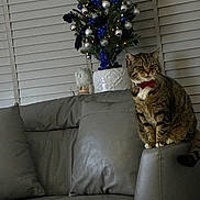 Tigers is registered to the contest to win money with this photo: armrest, blue, bow_tie, cat, christmas_tree, couch, cozy, decorations, feline, furniture, gray_leather, holiday, home, indoor, ornaments, pet, silver, sitting, tabby_cat, window_blinds