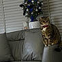 armrest, blue, bow_tie, cat, christmas_tree, couch, cozy, decorations, feline, furniture, gray_leather, holiday, home, indoor, ornaments, pet, silver, sitting, tabby_cat, window_blinds