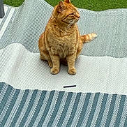 Biscuits joined the competition — help win amazing prizes! animal, cat, daytime, domestic_cat, ears, feline, grass, looking_away, nature, orange_tabby, outdoor, pet, relaxed, rug, sitting, striped, sunlight, tail, texture, whiskers