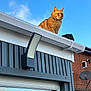 Biscuits is registered to the contest to win money with this photo: animal, antenna, architecture, blue_sky, brick_wall, building, cat, collar, daytime, feline, gutter, orange_tabby, outdoor_light, perched, pet, rooftop, satellite_dish, sky, suburban, window