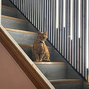 Biscuits joined the competition — help win amazing prizes! animal, architecture, calm, cat, contemporary, domestic, feline, home, indoor, interior, light_strips, modern, orange_tabby, pet, quiet, railing, sitting, stairs, vertical_lines, wooden_stairs