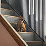 animal, architecture, calm, cat, contemporary, domestic, feline, home, indoor, interior, light_strips, modern, orange_tabby, pet, quiet, railing, sitting, stairs, vertical_lines, wooden_stairs