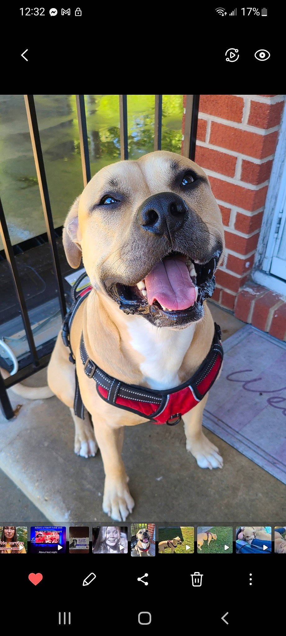 Majestic is registered to the contest to win money with this photo: canidae, carnivore, collar, companion_dog, dog, dog_breed, dog_collar, dog_supply, fawn, fur, guard_dog, leash, non_sporting_group, paw, pet_supply, snout, sporting_group, whiskers, working_animal, working_dog