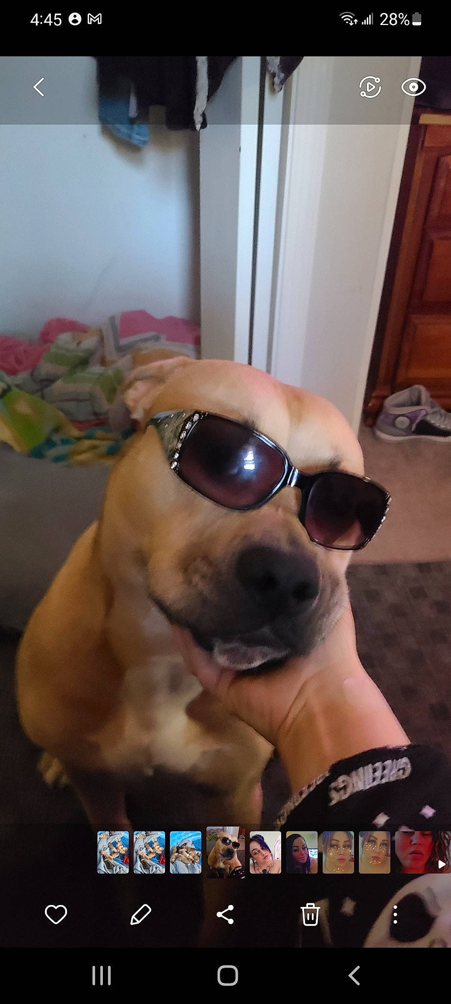 Majestic is registered to the contest to win money with this photo: canidae, carnivore, companion_dog, dog, dog_breed, eyewear, fashion_accessory, glasses, goggles, hat, logo, non_sporting_group, personal_protective_equipment, photo_caption, snout, sporting_group, sunglasses, swimming_pool, vision_care, whiskers