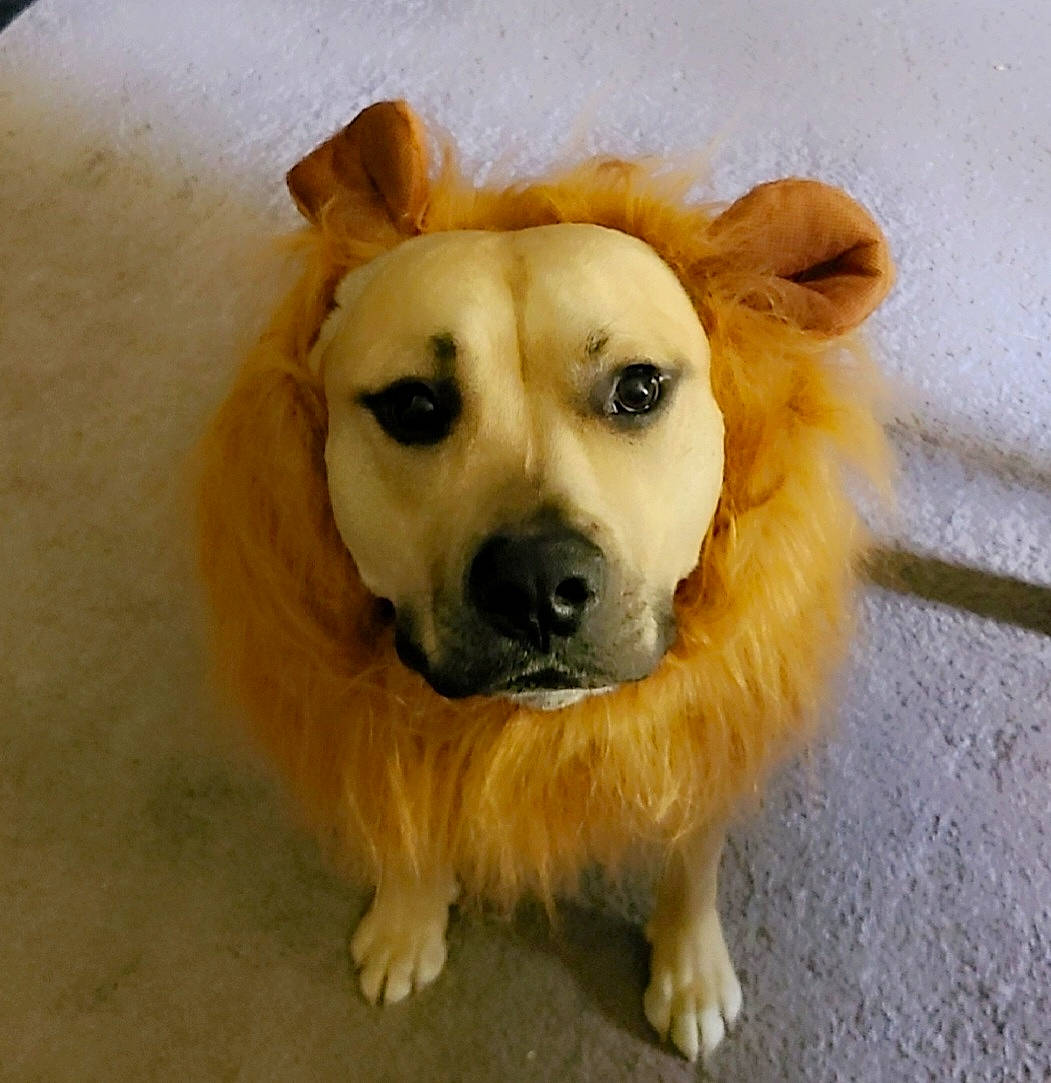 Majestic is registered to the contest to win money with this photo: canidae, carnivore, collar, companion_dog, dog, dog_breed, fawn, flooring, fur, labrador_retriever, natural_material, paw, pet_supply, snout, sporting_group, terrestrial_animal, whiskers, working_animal