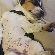 Nova joined the competition — help win amazing prizes! dog, puppy, sleeping, bed, spotted, collar, cozy, resting, white, black, brown, paw, fur, cute, domestic_animal, animal, pet, relaxation, indoor, snuggled