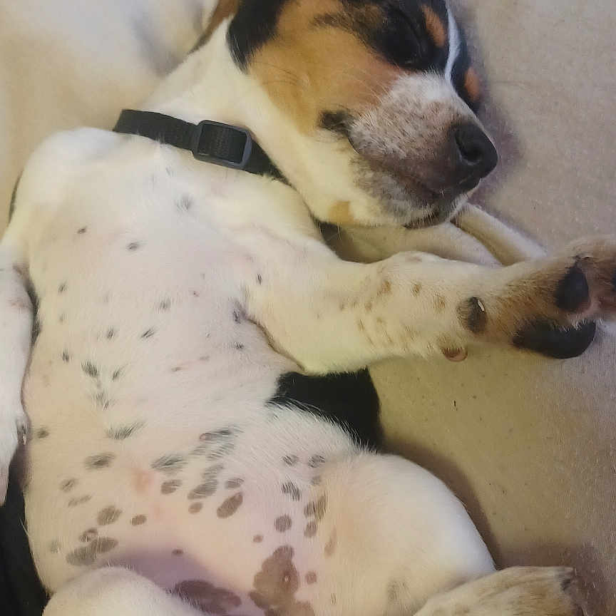 Nova joined the competition — help win amazing prizes! animal, bed, black, brown, collar, cozy, cute, dog, domestic_animal, fur, indoor, paw, pet, puppy, relaxation, resting, sleeping, snuggled, spotted, white