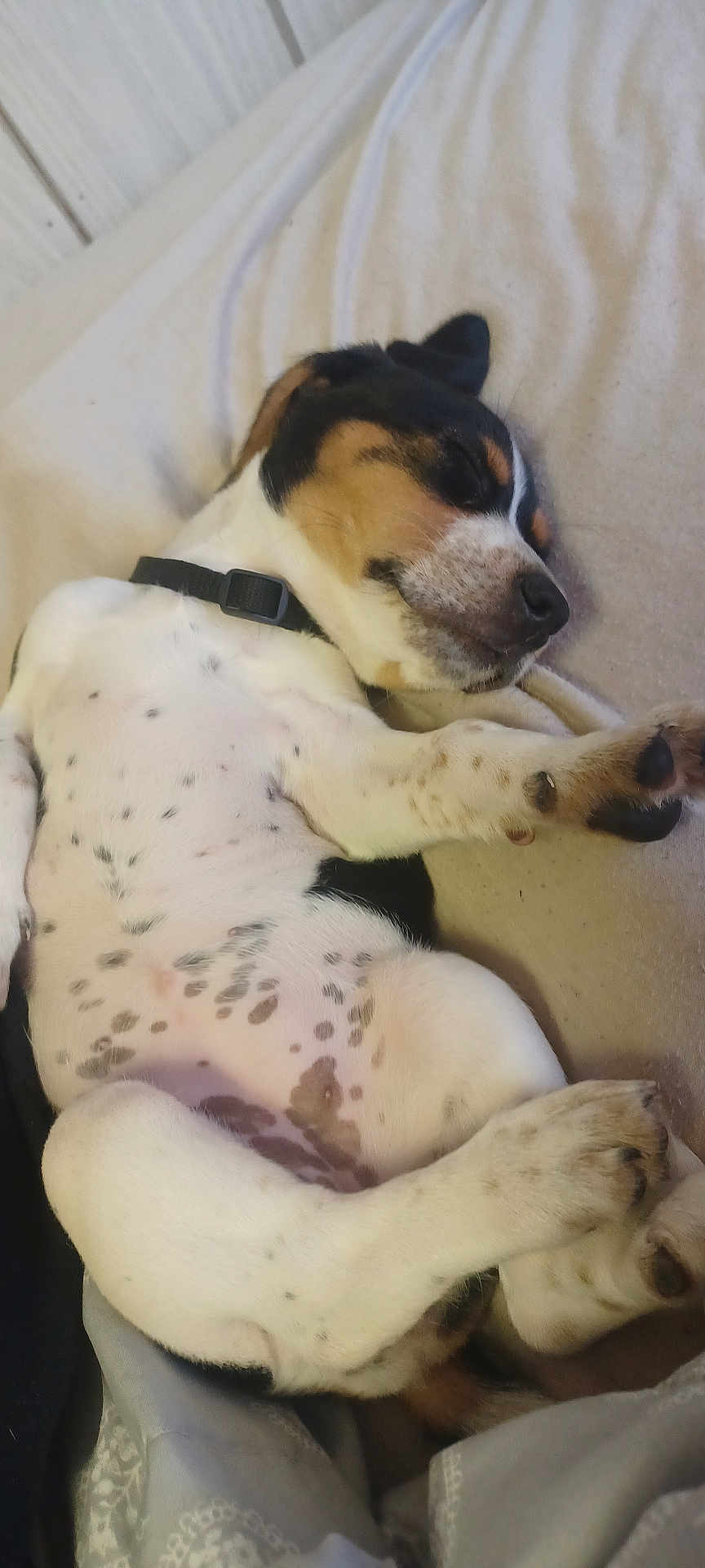 Nova joined the competition — help win amazing prizes! dog, puppy, sleeping, bed, spotted, collar, cozy, resting, white, black, brown, paw, fur, cute, domestic_animal, animal, pet, relaxation, indoor, snuggled