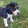 Nova joined the competition — help win amazing prizes! puppy, dog, grass, outdoor, animal, pet, black, white, brown, young, cute, fur, ears, snout, nature, greenery, leaf, small, canine, alert