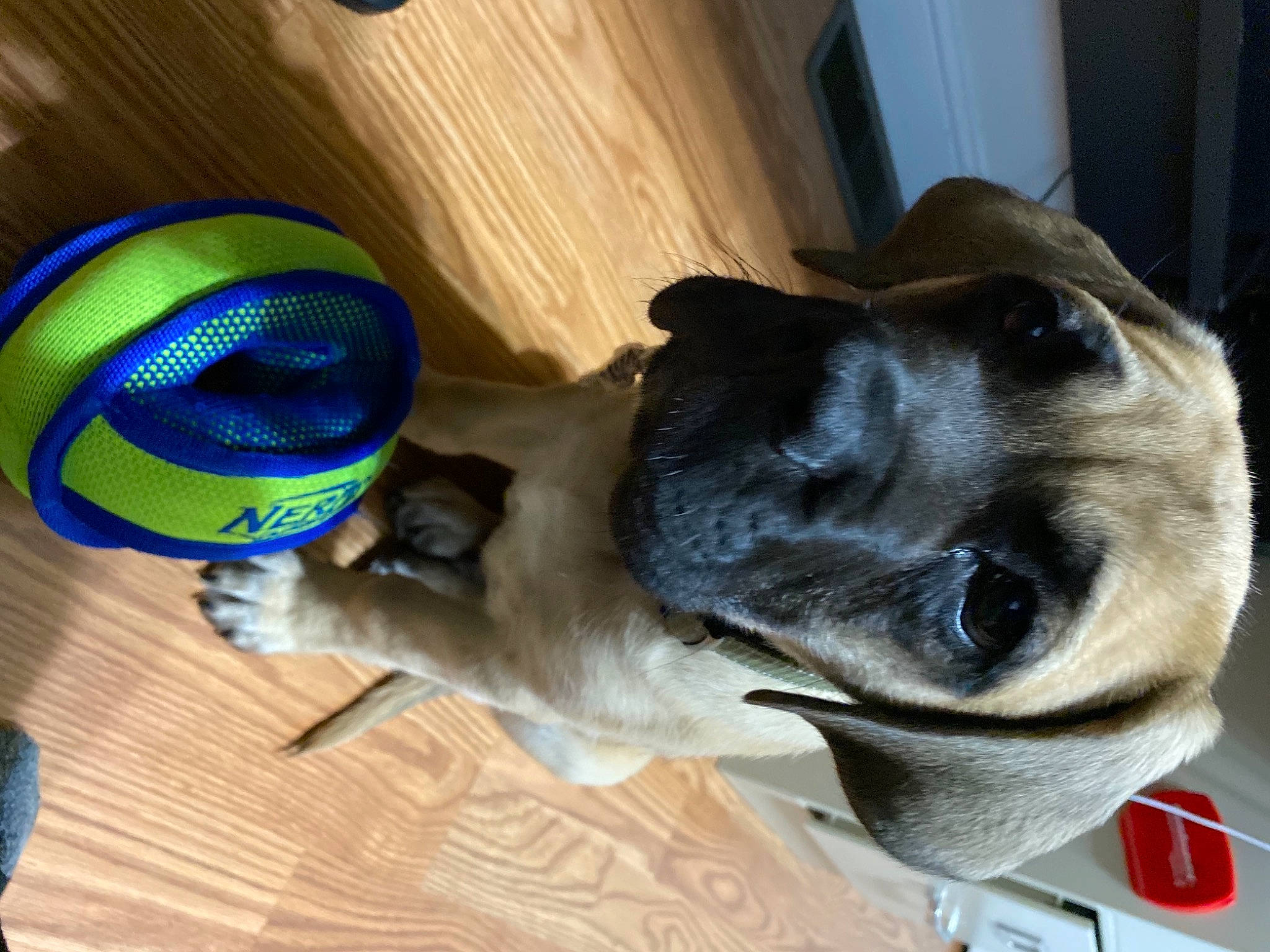 Deebo joined the competition — help win amazing prizes! automotive_tail_brake_light, ball, canidae, carnivore, collar, companion_dog, dog, dog_breed, dog_supply, dog_toy, fawn, laminate_flooring, pet_supply, snout, sporting_group, wood_flooring, working_animal