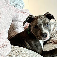 Roy a rejoint le concours — aidez-le/la à gagner de superbes lots ! animal, blanket, closeup, comfort, couch, cozy, cute, dog, ears, face, fur, home, indoors, looking, pet, puppy, relaxing, resting, texture, young