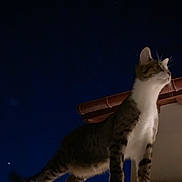 Pitixa participe au concours pour gagner de l'argent avec cette photo : cat, tabby, night, sky, starry, rooftop, animal, pet, outdoor, curious, whiskers, ears, feline, mammal, silhouette, dark, quiet, still, looking_up, roof