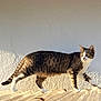 cat, tabby_cat, walking, white_paws, striped_fur, outdoor, sunlight, shadow, corrugated_surface, texture, alert, curious, animal, pet, feline, side_view, daylight, wall, quiet, nature