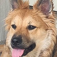 Roscoe is registered to the contest to win money with this photo: dog, close_up, tongue_out, fluffy, ears, pet, canine, animal, portrait, happy, cute, furry, face, domestic_animal, muzzle, fur, friendly, indoor, relaxed, companion
