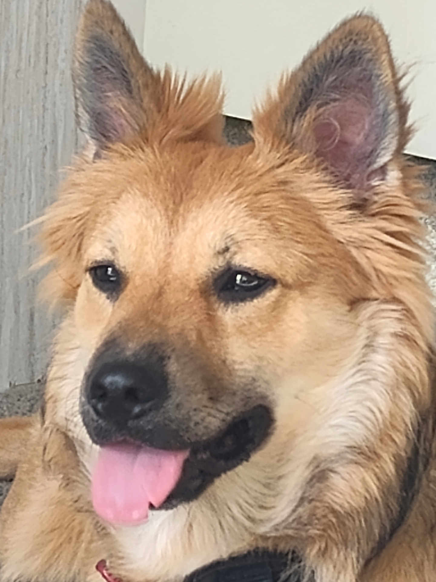 Roscoe is registered to the contest to win money with this photo: dog, close_up, tongue_out, fluffy, ears, pet, canine, animal, portrait, happy, cute, furry, face, domestic_animal, muzzle, fur, friendly, indoor, relaxed, companion