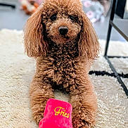 Santo a rejoint le concours — aidez-le/la à gagner de superbes lots ! dog, poodle, brown, curly_fur, toy, plush_toy, indoor, rug, carpet, pet, animal, cute, sitting, front_paws, looking, close_up, cozy, playful, home, furniture
