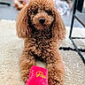 dog, poodle, brown, curly_fur, toy, plush_toy, indoor, rug, carpet, pet, animal, cute, sitting, front_paws, looking, close_up, cozy, playful, home, furniture