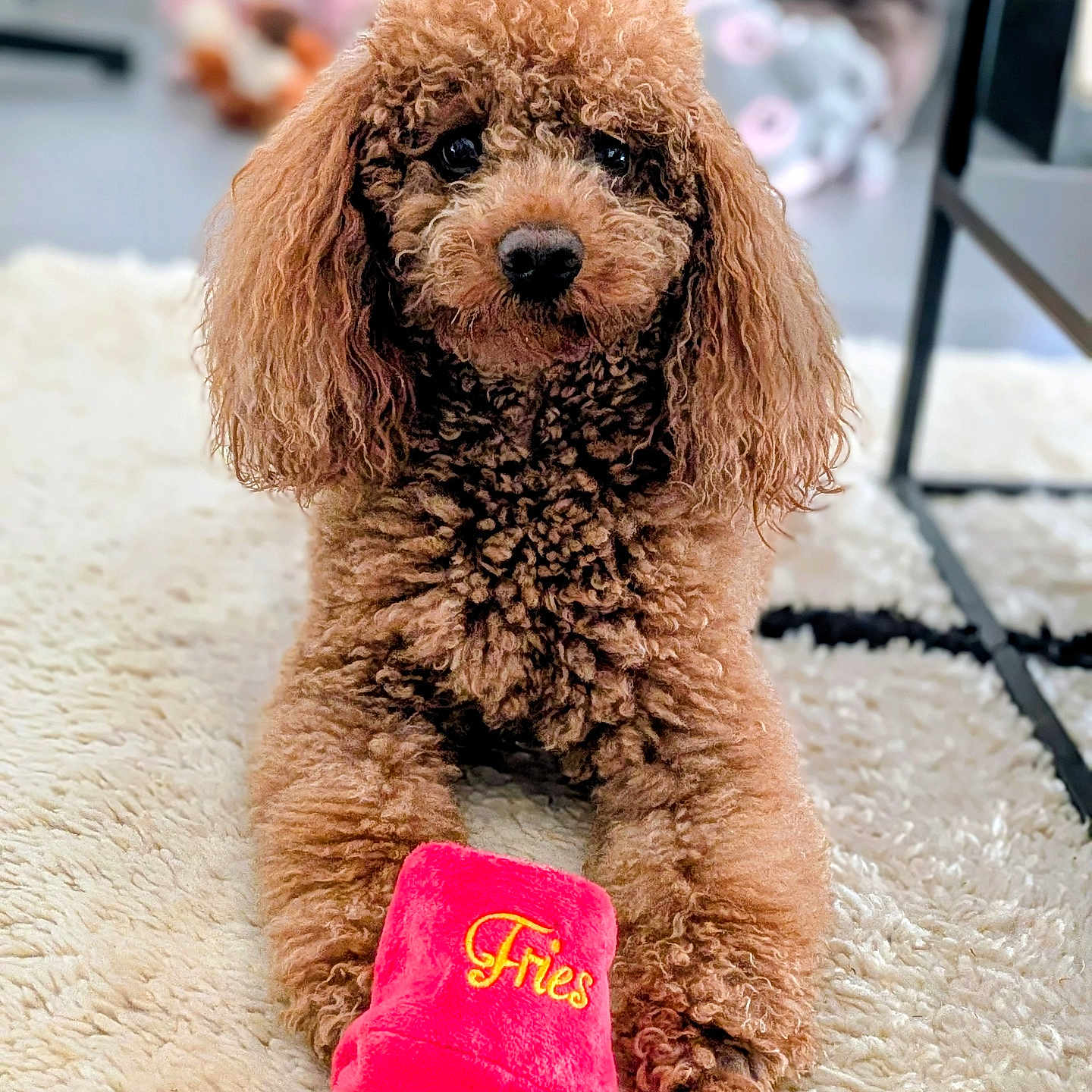 Santo a rejoint le concours — aidez-le/la à gagner de superbes lots ! dog, poodle, brown, curly_fur, toy, plush_toy, indoor, rug, carpet, pet, animal, cute, sitting, front_paws, looking, close_up, cozy, playful, home, furniture
