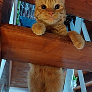 Caramel a rejoint le concours — aidez-le/la à gagner de superbes lots ! cat, orange_tabby, wooden_chair, indoor, curious, paws, furniture, pet, animal, climbing, looking_up, whiskers, ears, closeup, domestic_cat, playful, house, background, floor, legs