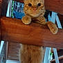 cat, orange_tabby, wooden_chair, indoor, curious, paws, furniture, pet, animal, climbing, looking_up, whiskers, ears, closeup, domestic_cat, playful, house, background, floor, legs