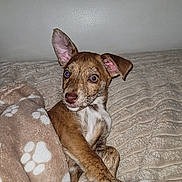 Nira a rejoint le concours — aidez-le/la à gagner de superbes lots ! puppy, dog, blanket, paw_print, cute, pet, fur, bed, indoor, young, brown, white, ears, nose, paw, cozy, resting, animal, small, curious