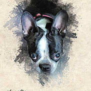 Pickles is registered to the contest to win money with this photo: animal, artistic, background, black_and_white, boston_terrier, closeup, collar, cute, dog, ears, expression, face, painting_style, pet, photography, portrait, studio, texture, watercolor_effect, whimsical