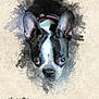 animal, artistic, background, black_and_white, boston_terrier, closeup, collar, cute, dog, ears, expression, face, painting_style, pet, photography, portrait, studio, texture, watercolor_effect, whimsical