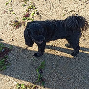 Praline participe au concours pour gagner de l'argent avec cette photo : accessories, affenpinscher, animal, canine, cockerspaniel, dog, gravel, hound, papillon, pebble, pet, plant, poodle, puppy, road, slate, soil, strap, terrier